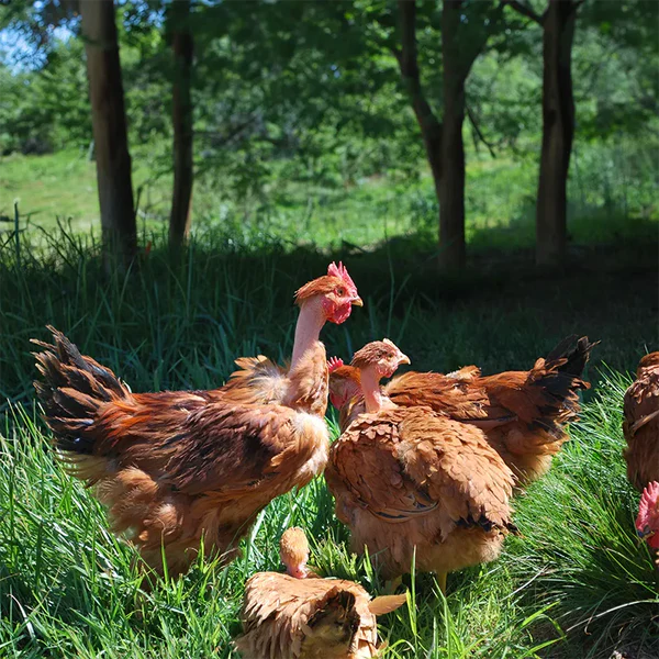 Frangos Label Rouge soltos em área arborizada com grama verde